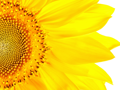 Cultivate Sunflower